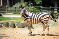 【與動物共眠】關西六福莊生態渡假旅館一泊二食、暢玩六福村主題樂園二日遊