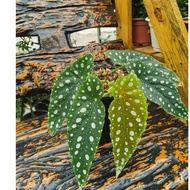 🌱 BEGONIA MACULATA 🌱 POLKA DOT BEGONIA 🍀 POKOK RARE 🍀