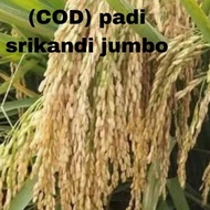 Terbatas (Cod)Benih Bibit Padi Srikandi Jumbo 1Kg Orinal ☑