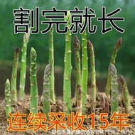 Asparagus Seeds Four Seasons Planting Vegetables Imported Green Asparagus Seeds Heat-Resistant Cold-