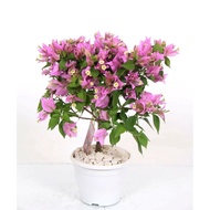 Selling Bougainvillea ornamental plants, super pink flowers, bougainvillea seedlings, bonsai materia