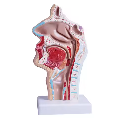 Head Anatomy Nasal Cavity Throat Anatomy Model Human Anatomical Pharynx Larynx Mouth, Nose and Throa