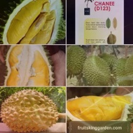 Anak Pokok Durian Chanee (D123)