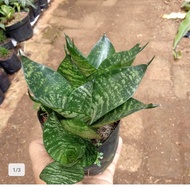 HIJAU Green Leaf Frog Filter Ornamental Tree