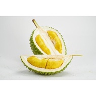 FRESH durian Daily Fresh Musang King durians 400g Pulp