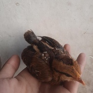 Anakan Ayam Hutan Hijau Betina 2 Ekor