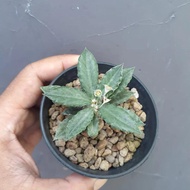 euphorbia hybrid tulearensis x francoisii G