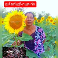 เมล็ดพันธุ์ทานตะวันอะควาร่า6 ดอกใหญ่ 800 เมล็ดโชว์ดอกใหญ่ให้ผลผลิตสูง