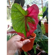 Caladium Cat Tumpah Daun Bulat/ Caladium Red Beret