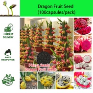 Red Dragon Ball Dragon Fruit Seedlings/100PCS Dragon Fruit Seeds/Potted Seeds