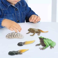 [Predolo3] Frog Toy Life Cycle, Science Teaching Materials, Animal Growth Cycle Set