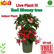 Red Money Tree or Christmas Berry (Ardisia crenata) Indoor Plant 1ft tall