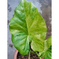Alocasia Calidora variegated/gold splash(very rare)live plant