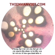 Kính hiển vi loại nhỏ x100 x300 x600