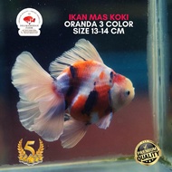 IKAN MAS KOKI ORANDA 3 COLOR ROSETAIL SIZE 13-14 CM