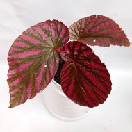 tanaman hias begonia rex walet - pohon begonia rex walet