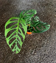 Monstera Esqueleto - Beautiful and Exotic Looking Fuss Free House Plant