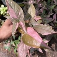 tanaman hias syngonium pink splash 4-6 daun