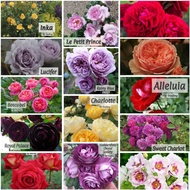 Readystock Pokok Ros ber ID tag English Rose Japan Jepun Floribunda Shrub kordes rose hybrid tea jam