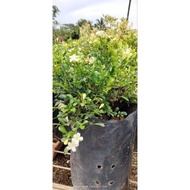 pokok bonsai/ pokok renek/ pokok bunga sedap malam daun halus