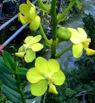 Vanda spathulata，原生種萬代蘭，有香味。  來自斯里蘭卡的原生萬代蘭，400/盆
