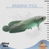 Ikan Hias Arwana Nile Africa / Ikan Hias Predator