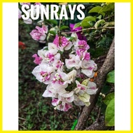 ❍ ┘ ▱ SALE!! RARE ROOTED BOUGAINVILLEA