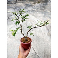 Bonsai jeliti#jasmine#香水梅盆栽#Anting#Santalia#flower#Real live plants#植物#花#盆栽#盆景#园艺#pot#batik#