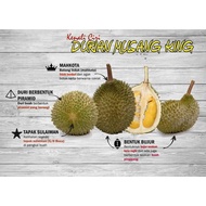 POKOK durian musang king Thailand/hybrid.