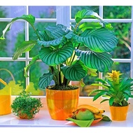 ✠10Pcs Potted Flowers Calathea Seeds Seeds Balcony Bonsai Plant