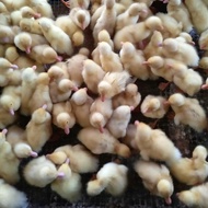 Dod Bebek Peking - anak bebek peking putih