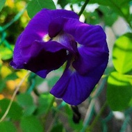 Anak pokok Bunga telang berlapis ungu /double petal butterfly pea flower