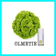 ◿ ◸ Rijk Zwaan Lettuce Pelletized 100 Seeds | Nutrihydro