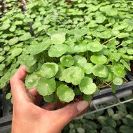 TKL - Asiatic Pennywort Live Plants Centella Asiatica (Pegaga) 铜钱草/崩大碗