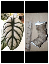 Bonggol / Bibit Tanaman Hias ALOCASIA DRAGON SILVER/ KELADI TENGKORAK Siap Tanam