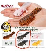 全新 日版 BANDAI GASHAPON 昆蟲圖鑑 大圖鑑 收藏系列 爬行 山椒魚 娃娃魚 蠑螈 六角恐龍 兩棲類動物 關節可動 第1彈 扭蛋 (全5種) オオサンショウウオとメキシコサラマンダー