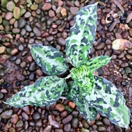 Aglaonema Pictum A160623