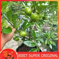 BIBIT SAWO BLACK SAPOTE cepat berbuah bibit black sapote bibit sawo hitam bibit sawo jumbo