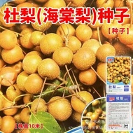Duli Seed Begonia Pear Begonia Pear Wild Duli Seed Bulk Flower Viewing Fruit Sapling Spring Autumn F