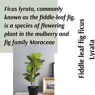 (Real Plant) Fiddle Leaf Fig Ficus Lyrata  pokok ketapang hidup hiasan rumah live indoor house plant