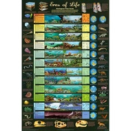 Eras of Life Geological Time Scale Educational Science Chart Poster 24 X 36