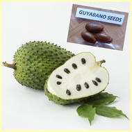 ▜ ⊠ Guyabano Seeds (4Pcs/Pack) Soursop Seeds