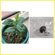 ☬ ▬ ๑ bay leaf seeds laurel plant bayleaf