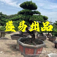 Arhat Pine Shanghai Japanese Arhat Pine Welcome Guest Pine Arhat Pine Oblique Price Bonsai Wholesale