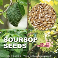 [Ready Stock] Soursop seed Plant Vege Seeds Biji Benih Buah Durian Belanda Fruit Vegetables Sayur 红毛榴莲蔬菜水果种子种植天然菜园