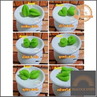 พิมพ์ลูกชุบผลไม้ขนาด 5กรัม (6ชิ้น เลือกเเบบเองได้) FoodGrade 100% ใครยังไม่ลอง ถือว่าพลาดมาก !! Peac