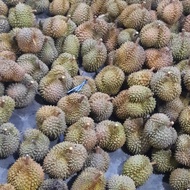 Durian Utuh Montong Palu Parigi 8kg x 75rb