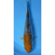 ikan hias koi ochiba size 30-34cm