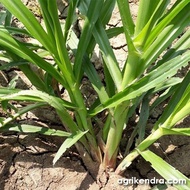 READY STOCK [Live Plant] 6PCS NAPIER PANDAN / NAPIER DWARF