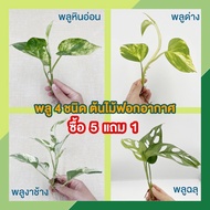 (ซื้อ 6 ลด 10%) 🌱  พลู 8 ชนิด 🌱 พลูฉลุ พลูด่าง พลูงาช้าง พลูหินอ่อน พลูสนิม พลูบราซิล ต้นไม้ฟอกอากาศ ต้นไม้ด่าง ต้นไม้ประดับ ต้นไม้ในร่ม